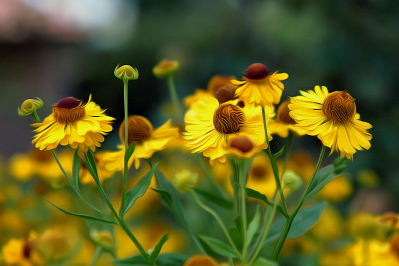 Blume_DDC2782 als Smartobjekt-1 Kopie.jpg